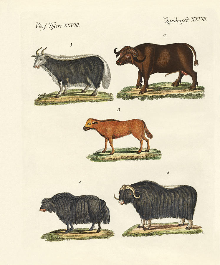 Mammal Drawing - Various kinds of oxen #1 by Splendid Art Prints