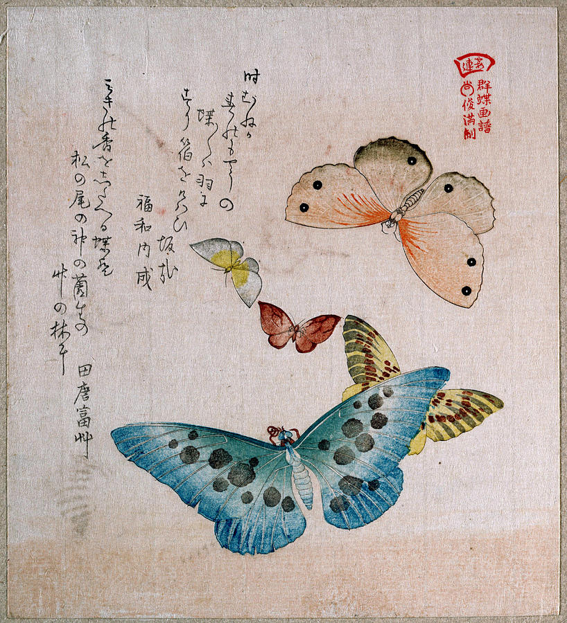 Various Moths and Butterflies #1 Drawing by Kubo Shunman