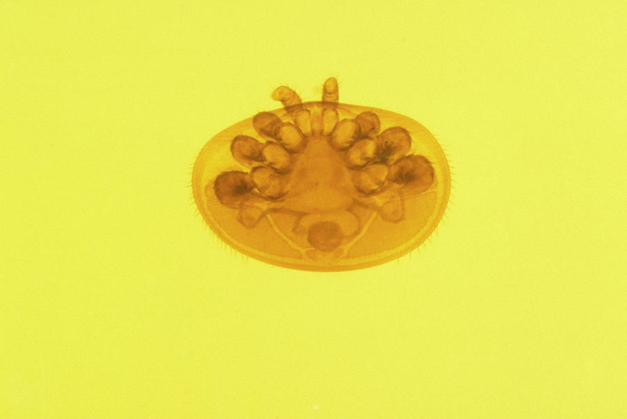 Wildlife Photograph - Varroa Mite #1 by Uk Crown Copyright Courtesy Of Fera/science Photo Library