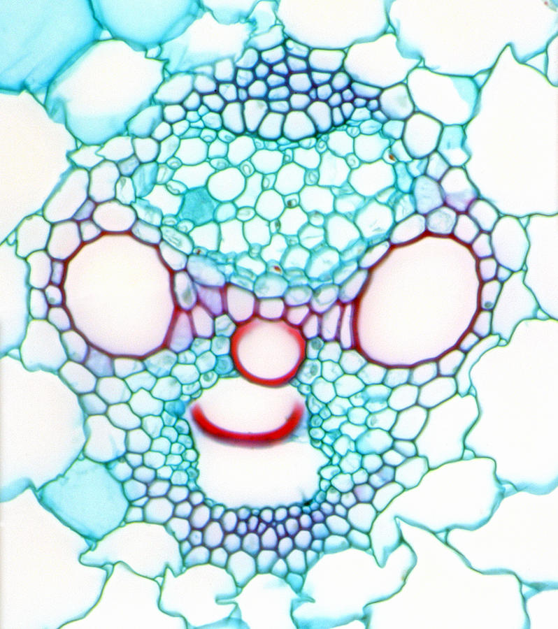 Vascular Bundle In A Corn Stem, Lm #1 Photograph by Science Stock Photography