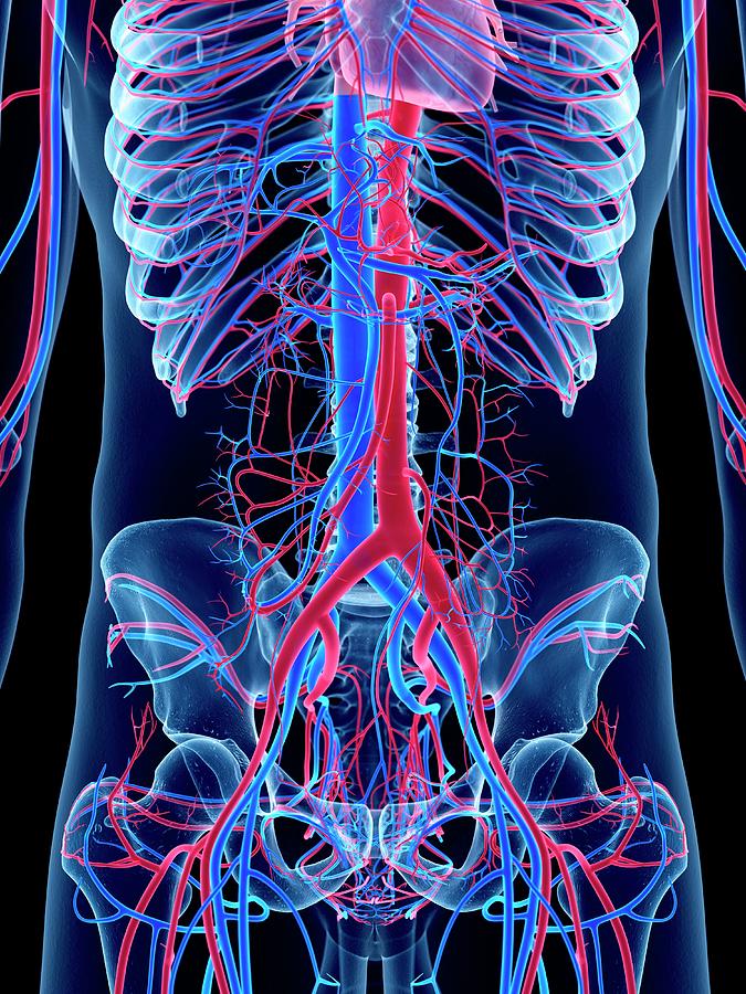 Vascular System Of Abdomen #1 Photograph by Sebastian Kaulitzki/science Photo Library