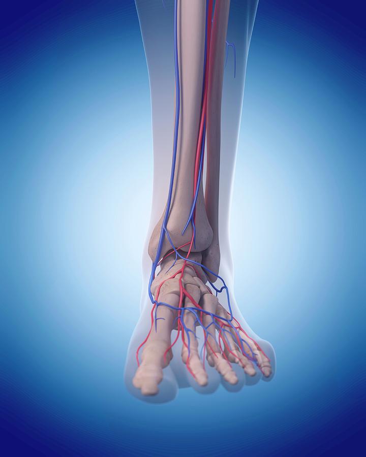 Vascular System Of Foot #1 Photograph by Sebastian Kaulitzki/science Photo Library
