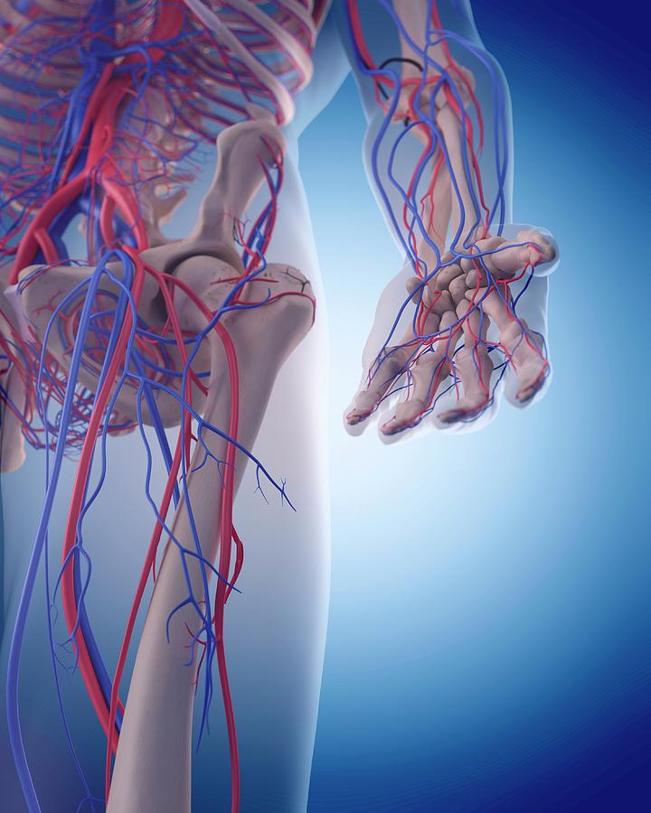 Vascular System Of Hand #1 Photograph by Sebastian Kaulitzki/science Photo Library