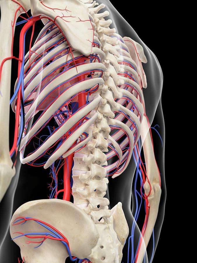 Vascular System Of Human Torso #1 Photograph by Sebastian Kaulitzki/science Photo Library