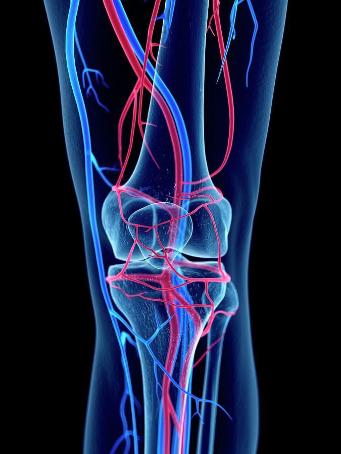 Vascular System Of Knee #1 Photograph by Sebastian Kaulitzki/science Photo Library