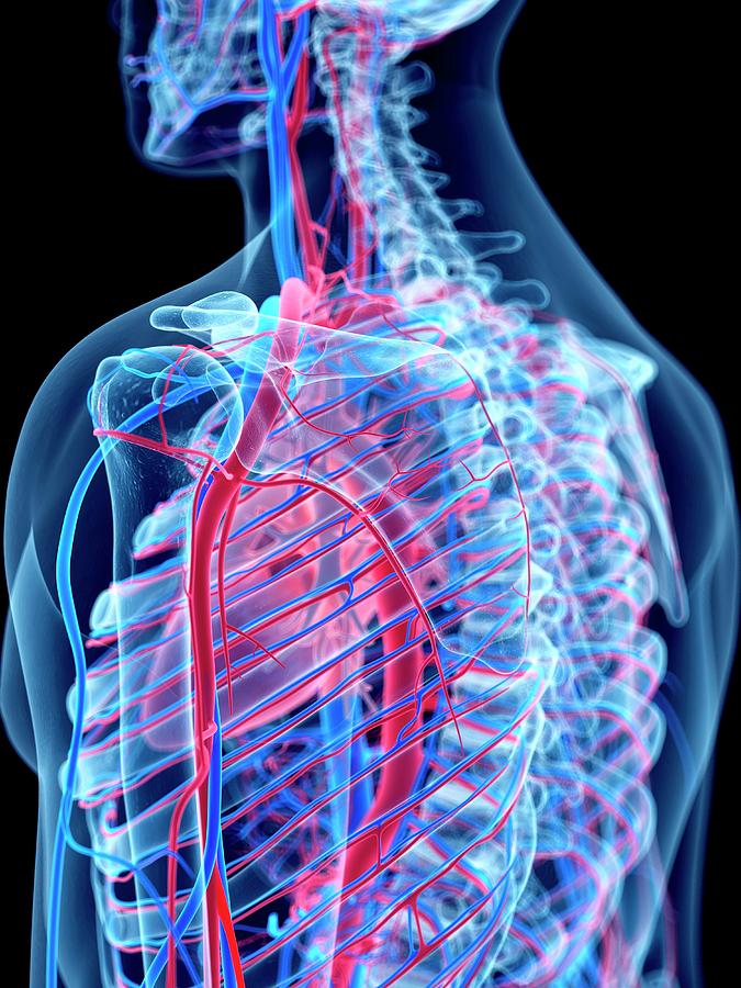 Vascular System Of Shoulder #1 Photograph by Sebastian Kaulitzki/science Photo Library