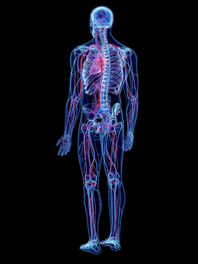Vascular System #1 Photograph by Sebastian Kaulitzki/science Photo Library
