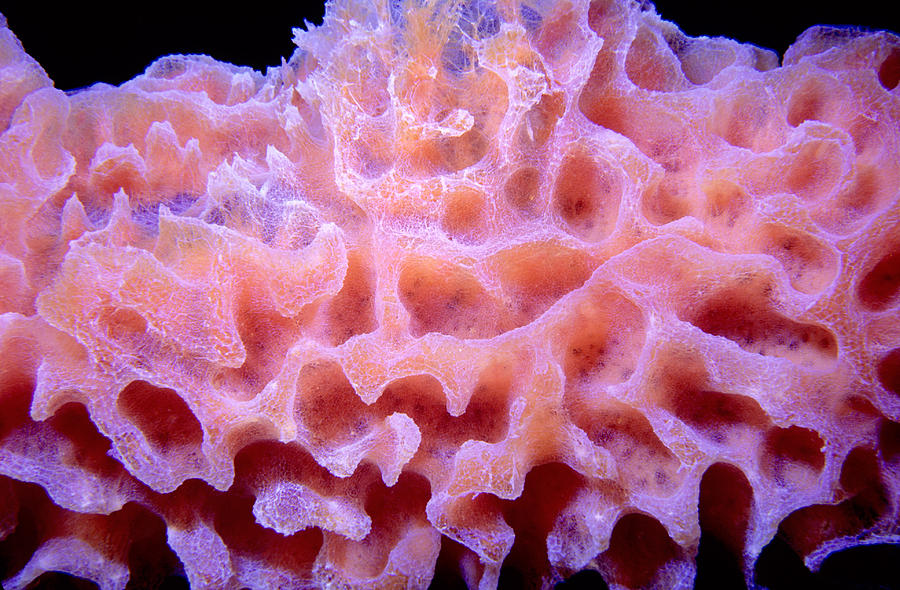 Vase Sponge Photograph By Mary Beth Angelo