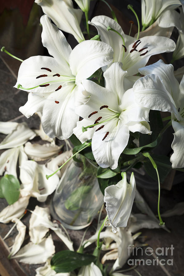 Vase white lilies with falling petals as they die #1 Photograph by Peter Noyce