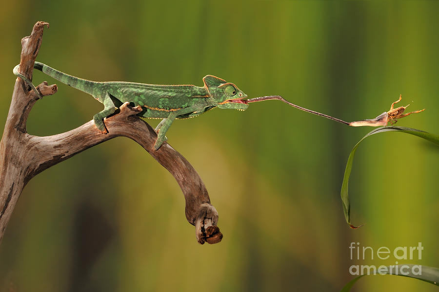 Wildlife Photograph - Veiled Chameleon Catches Cricket #6 by Scott Linstead