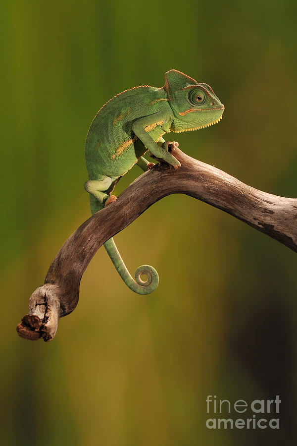 Veiled Chameleon #1 Photograph by Scott Linstead