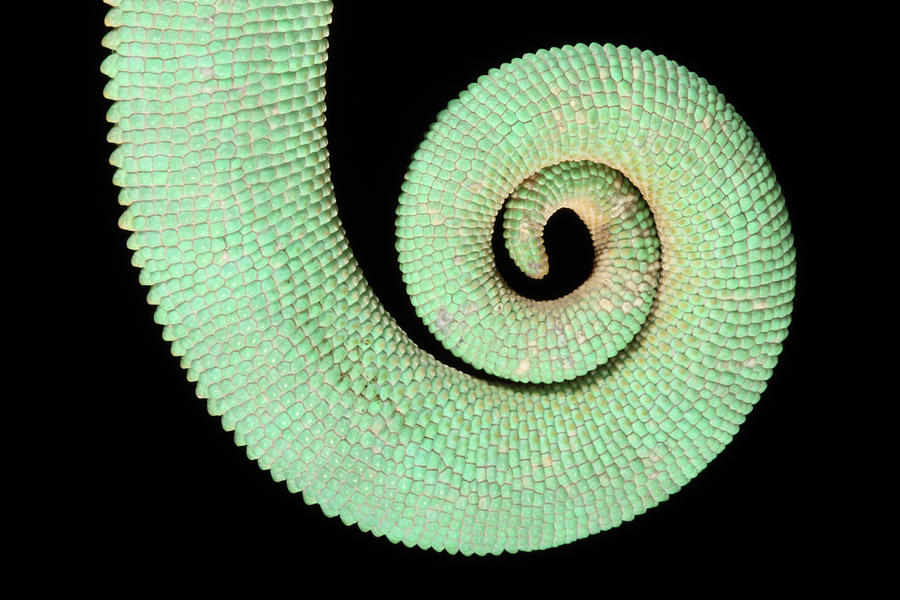 Veiled Chameleon Tail Detail #1 Photograph by David Kenny