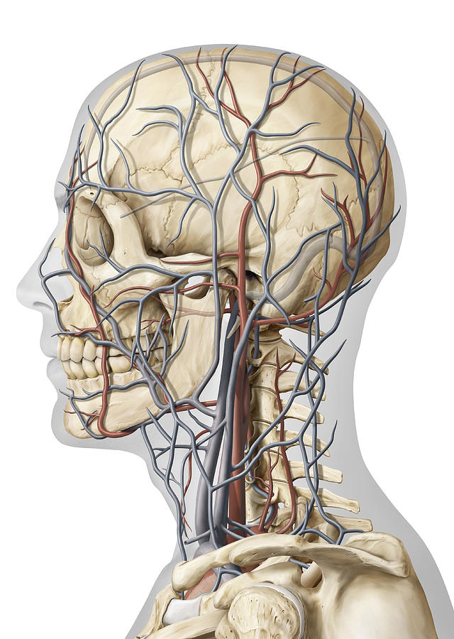 Veins And Arteries Of The Head #1 Photograph by QA International