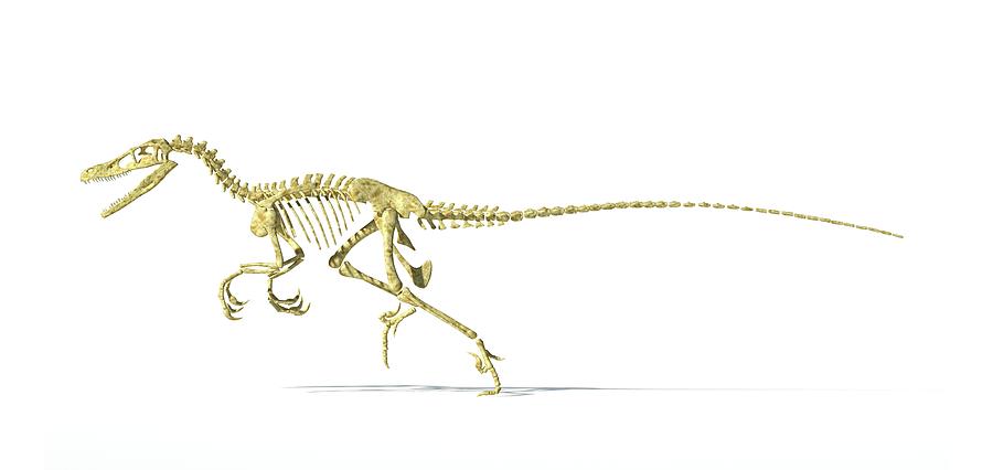 velociraptor skeleton real