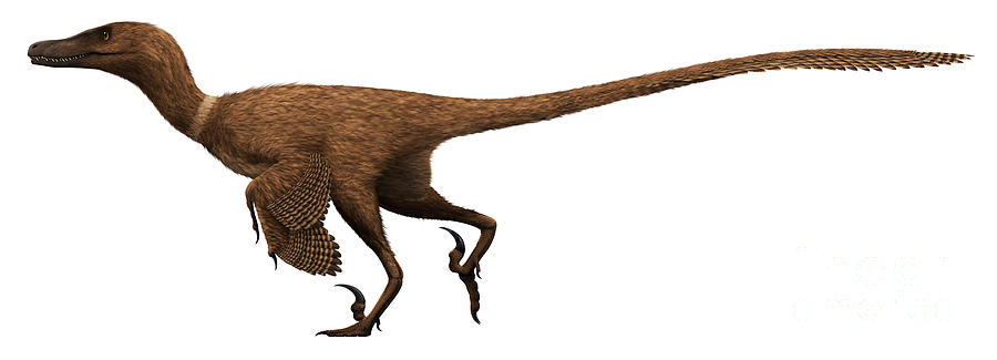 Velociraptor Mongoliensis Digital Art