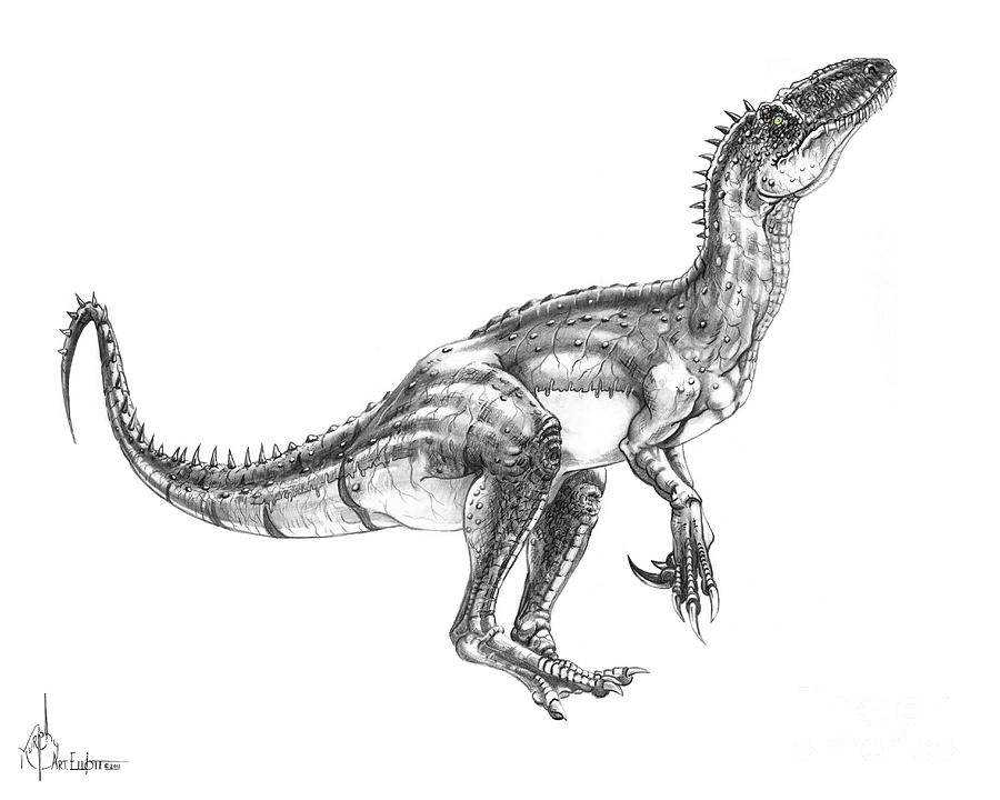 Reptile Drawing - Velociraptor #1 by Murphy Elliott