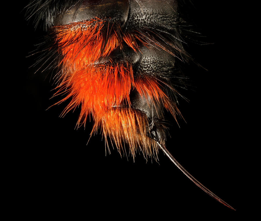 Velvet Ant #1 Photograph by Us Geological Survey