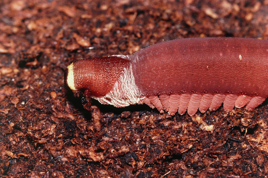 Velvet Worm Photograph By Dr Morley Readscience Photo Library Fine