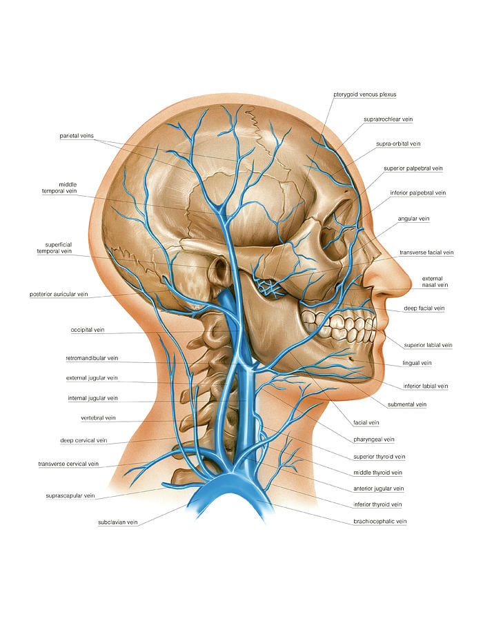 Venous System Of The Head And Neck 1 Photograph By Asklepios Medical Atlas Pixels 5035