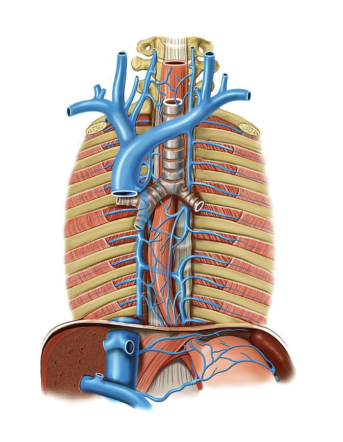 Anatomy Photograph - Venous System Of The Oesophagus #1 by Asklepios Medical Atlas