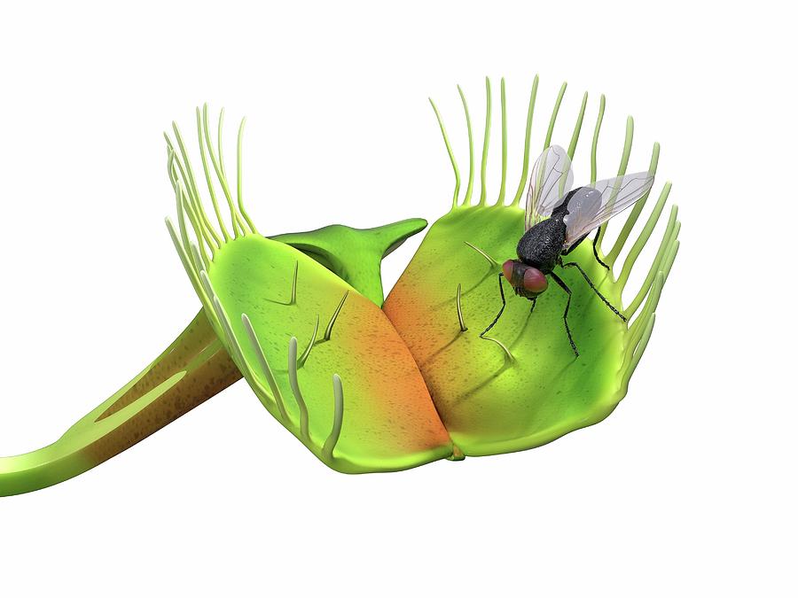 Venus Fly Trap Photograph By Claus Lunau Science Photo Library Fine