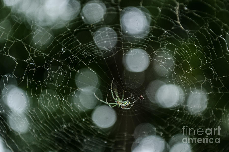 Venusta Orchard Spider Photograph