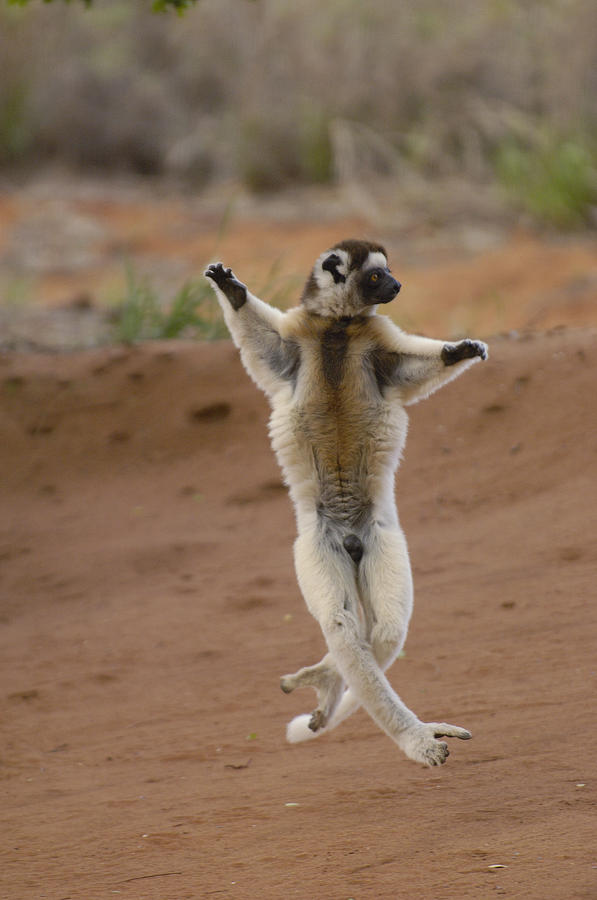 Verreauxs Sifaka Hopping Berenty #1 Photograph by Pete Oxford