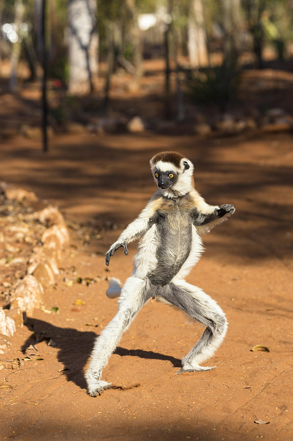 Verreauxs Sifaka Hopping Madagascar #1 Photograph by Konrad Wothe