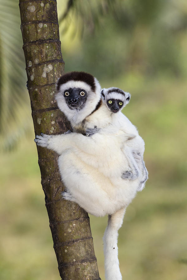 Verreauxs Sifaka With Baby Madagascar #1 Photograph by Konrad Wothe