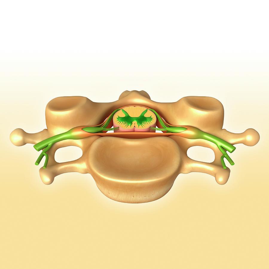 Vertebra Structure Photograph by Pixologicstudio/science Photo Library