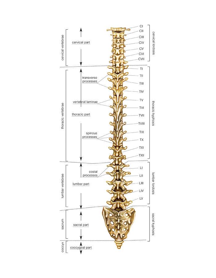 Vertebral Column Photograph By Asklepios Medical Atlas Fine Art America 1344