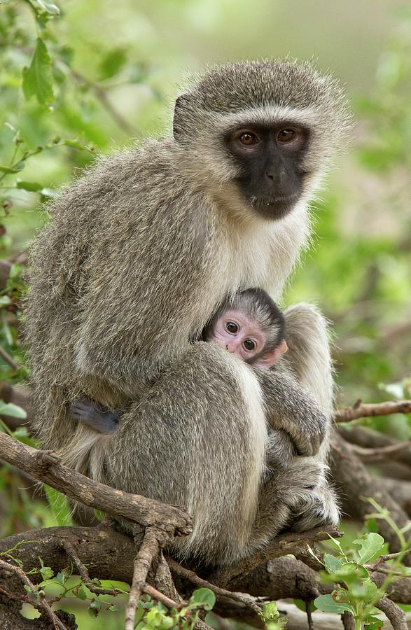 Vervet Monkey And Young #1 Photograph by Bob Gibbons