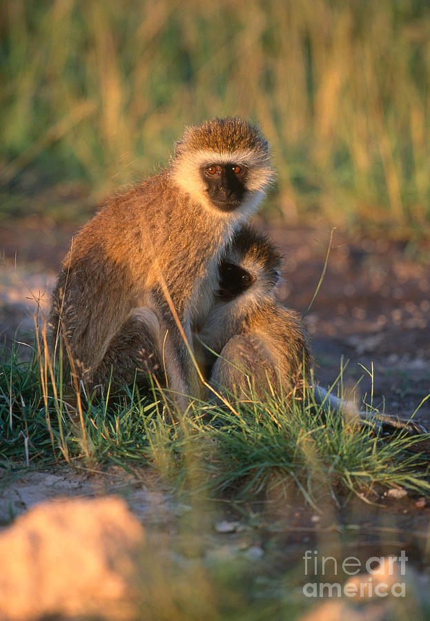 Vervet Monkey #1 Photograph by Art Wolfe