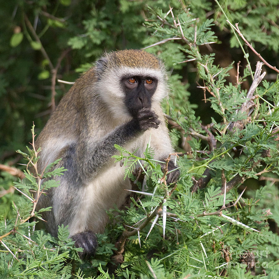 Vervet Monkey #2 Photograph by Chris Scroggins
