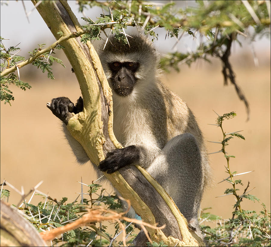 Nature Photograph - Vervet Monkey #1 by Fitzroy Barrett