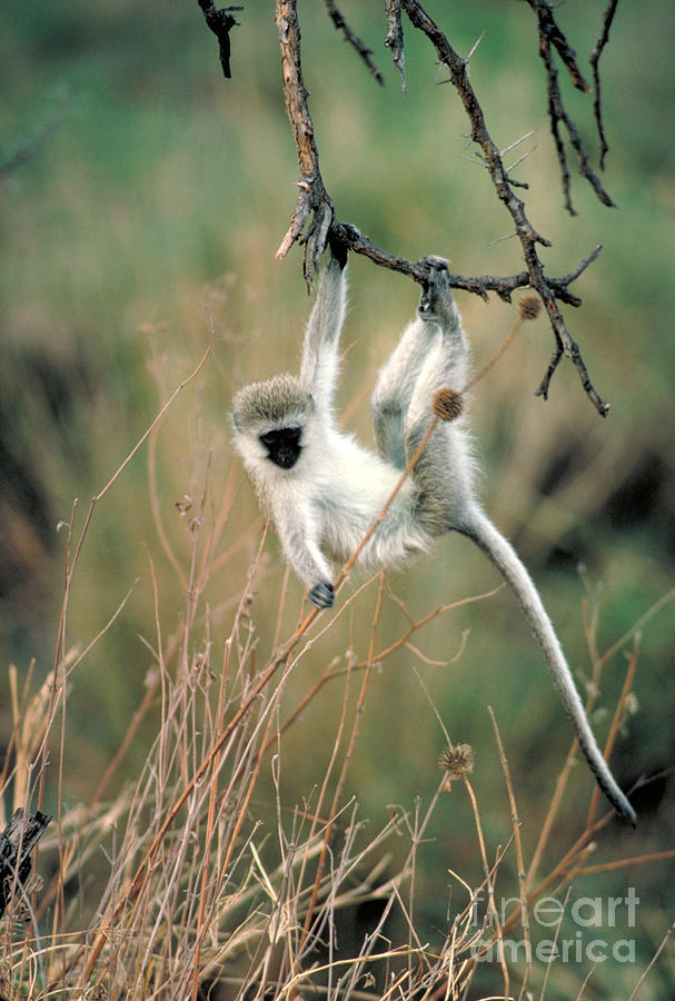 Vervet Monkey #1 Photograph by Gregory G. Dimijian