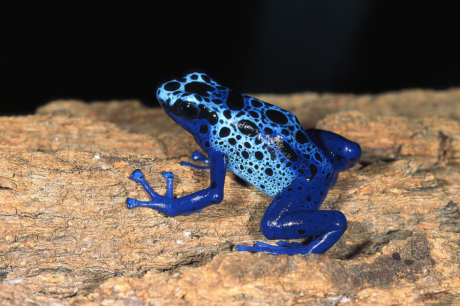 Very Tiny Blue Poison Dart Frog #1 Photograph by San Diego Zoo