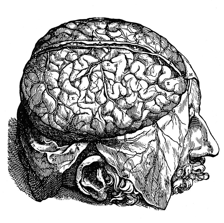 Мозг гравюра