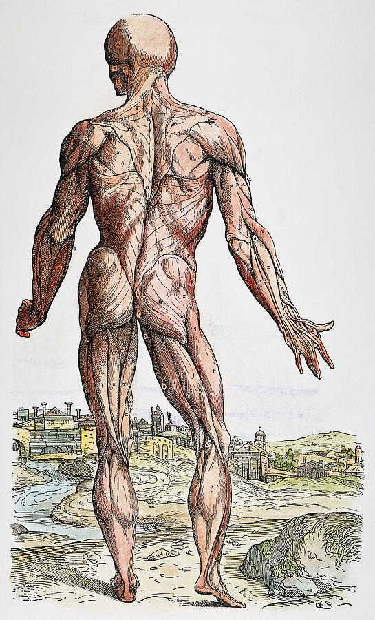 Vesalius: Muscles, 1543 #1 Photograph by Granger