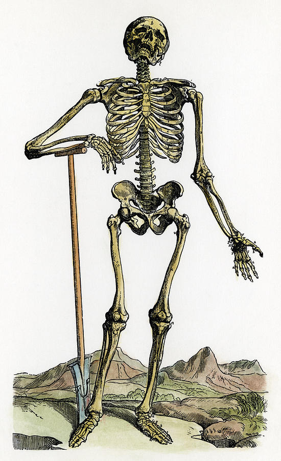 Vesalius: Skeleton, 1543 #1 Photograph by Granger