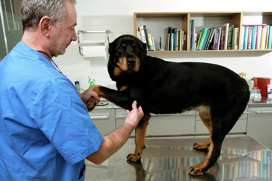 Animal Photograph - Vet Examining A Dogs Leg #1 by Mauro Fermariello/science Photo Library