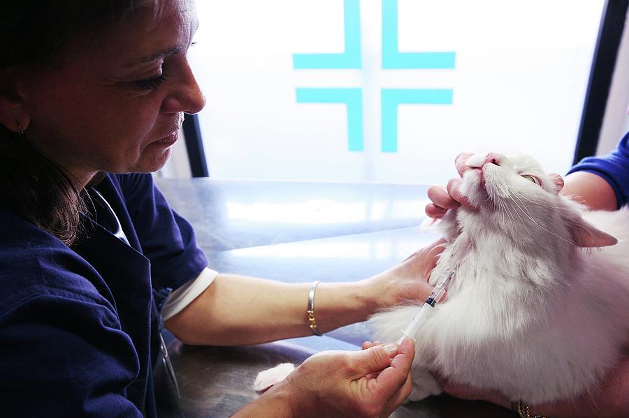 Vet Treating A Cat #1 Photograph by Mauro Fermariello/science Photo Library