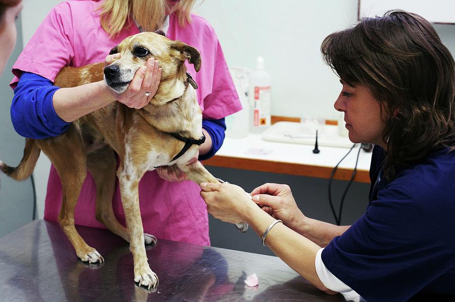 Vet Treating A Dog #1 Photograph by Mauro Fermariello/science Photo Library