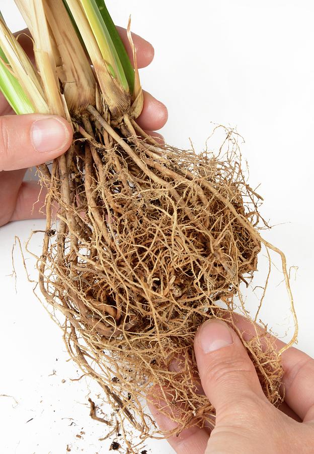 Vetiver Grass Roots Photograph By Cordelia Molloy