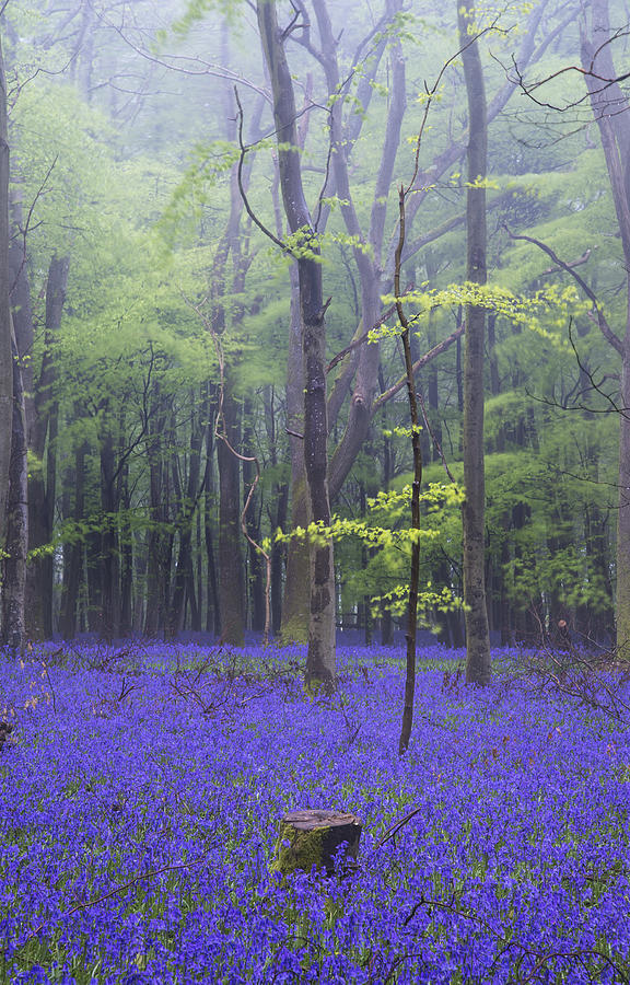 Flower Photograph - Vibrant bluebell carpet Spring forest foggy landscape #1 by Matthew Gibson