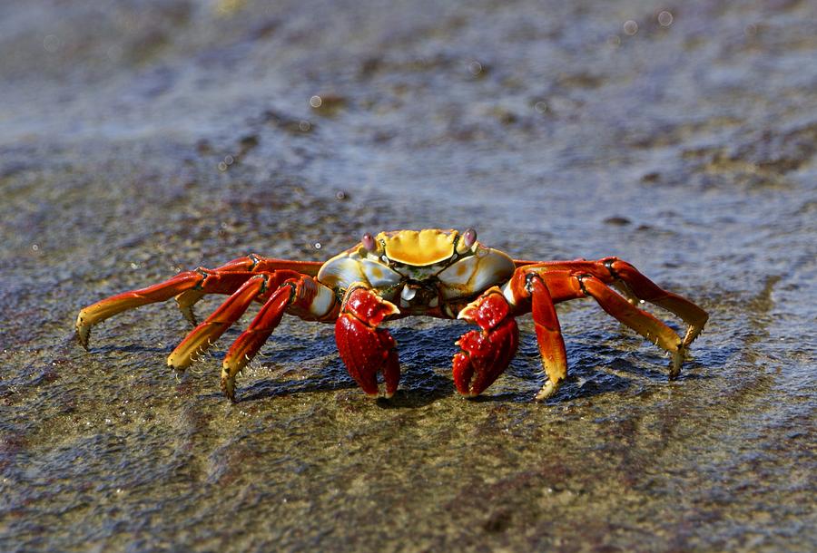 Vibrant Sally Lightfoot Crab #1 Photograph by Brian Kamprath