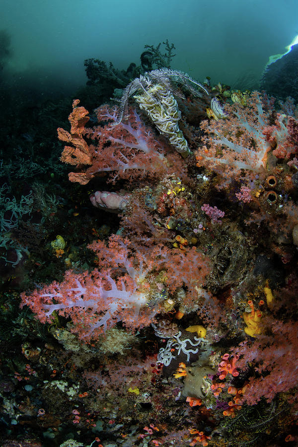 Vibrant Soft Corals And Other Photograph