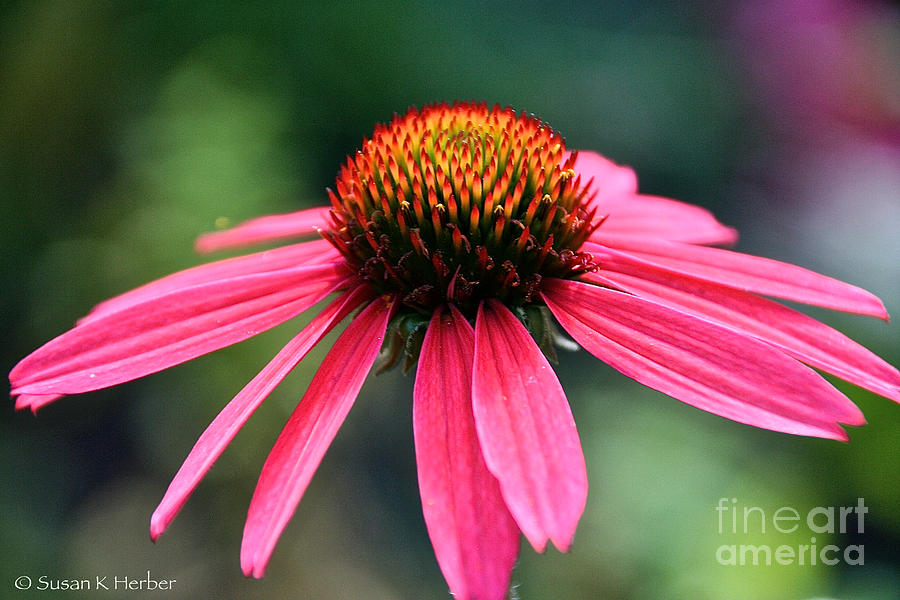 Vibrant Summer #1 Photograph by Susan Herber
