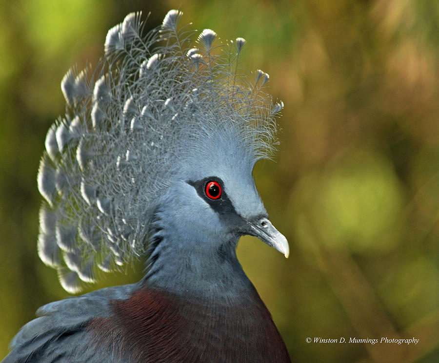 Victoria Crowned Pigeon #1 Photograph by Winston D Munnings