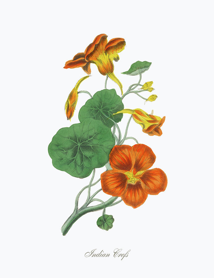 Victorian Botanical Illustration Of Digital Art by Bauhaus1000